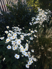 Eriocapitella × hybrida