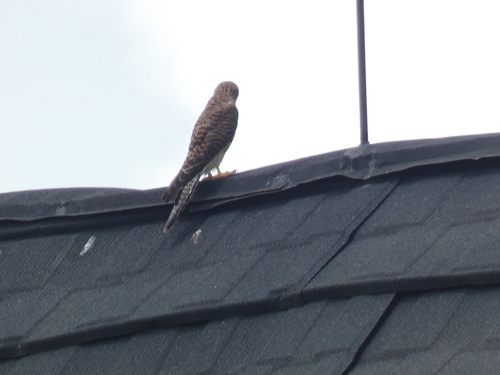 Eurasian Kestrel