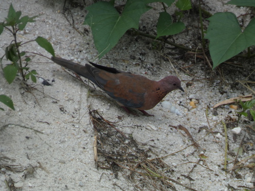 Laughing Dove