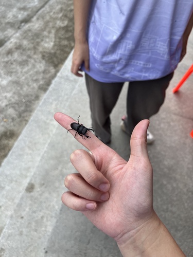 Falcicornis seguyi