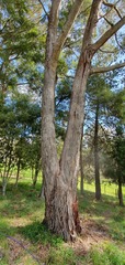 Eucalyptus macarthurii