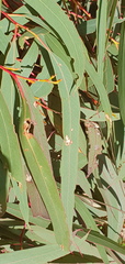 Eucalyptus macarthurii