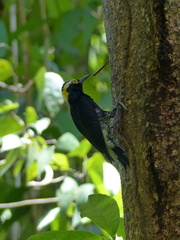 Melanerpes cruentatus