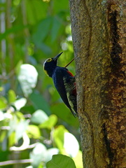 Melanerpes cruentatus