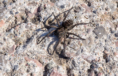 Lycosa tarantula
