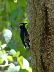 Melanerpes cruentatus