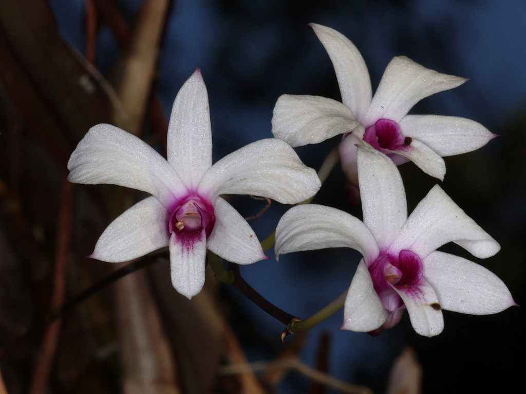 Dendrobium dicuphum