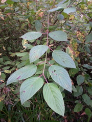 Cornus sericea sericea