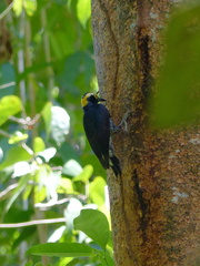 Melanerpes cruentatus