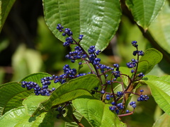 Miconia affinis