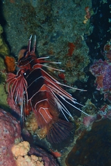 Pterois radiata