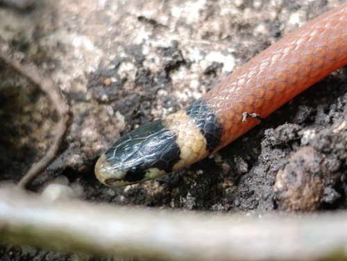 Red Black-headed Snake