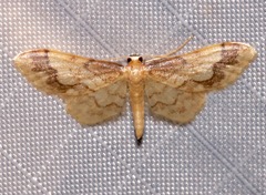 Idaea skinnerata