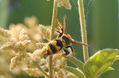 Xanthocampsomeris completa