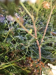 Achillea millefolium