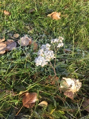Achillea millefolium