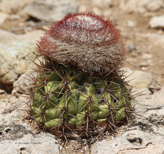 Melocactus stramineus