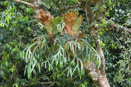 Platycerium bifurcatum