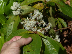 Miconia affinis