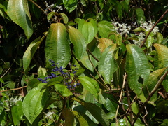 Miconia affinis