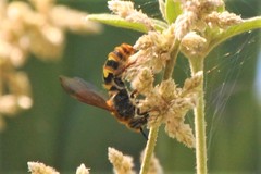 Xanthocampsomeris completa