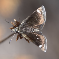 Hesperopsis libya