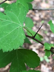 Crataegus marshallii