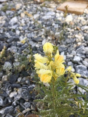 Linaria vulgaris