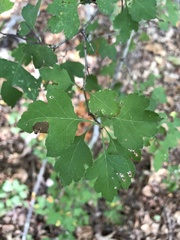 Crataegus marshallii