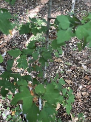 Crataegus marshallii