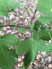 Crataegus marshallii