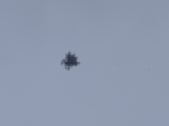 Gasteracantha cancriformis