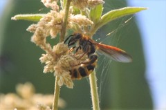 Xanthocampsomeris completa