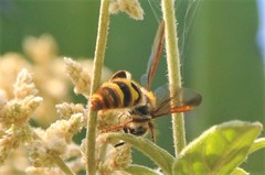 Xanthocampsomeris completa