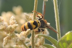 Xanthocampsomeris completa