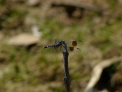 Odonata