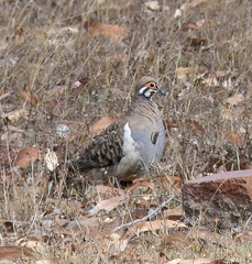 Geophaps scripta