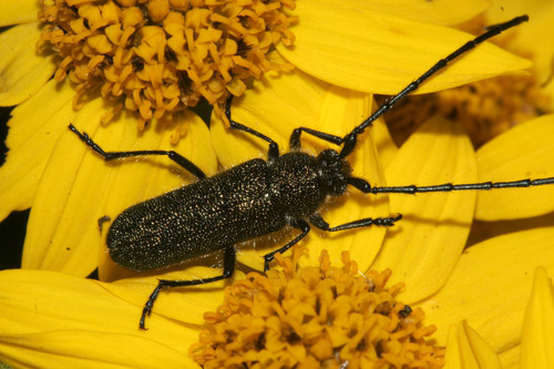 Chemsakiella michelbacheri