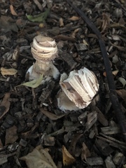 Chlorophyllum brunneum