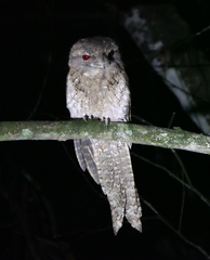 Podargus papuensis