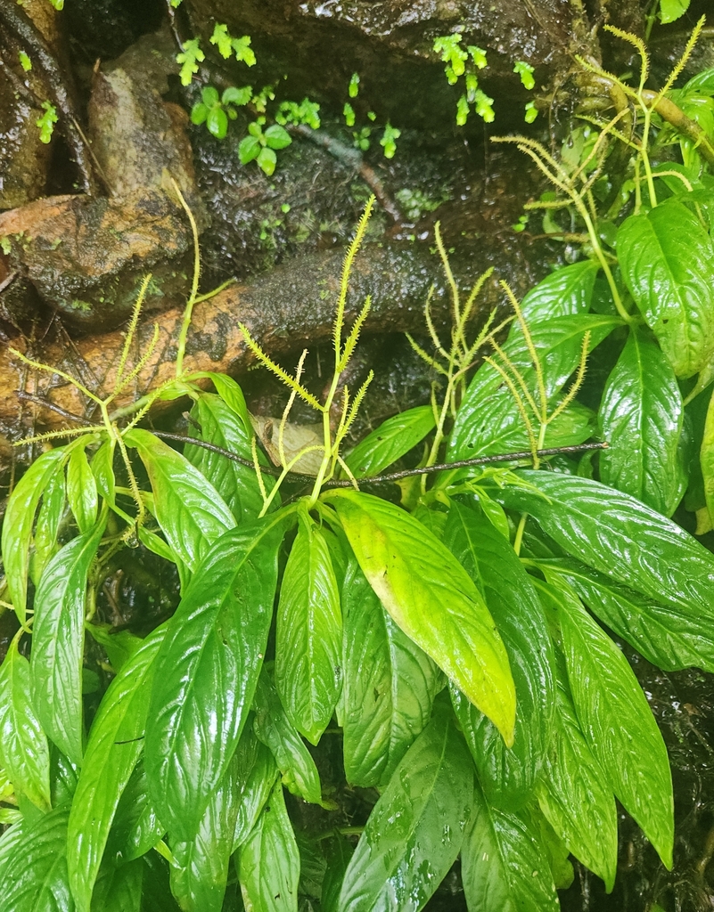 Peperomia lancifolia