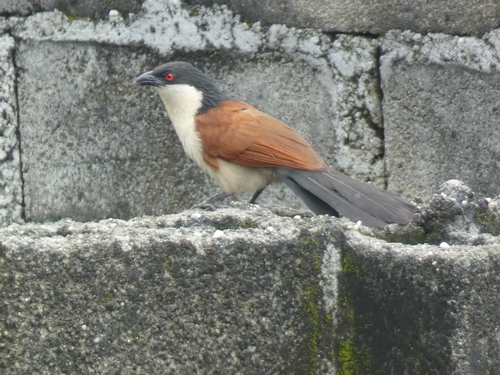 Senegal Coucal