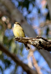 Microeca flavigaster