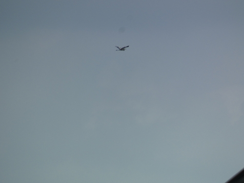 Black-headed Heron