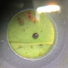 Serangium maculigerum