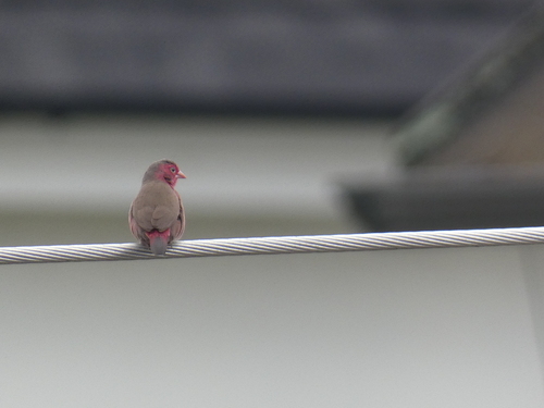 Bar-breasted Firefinch