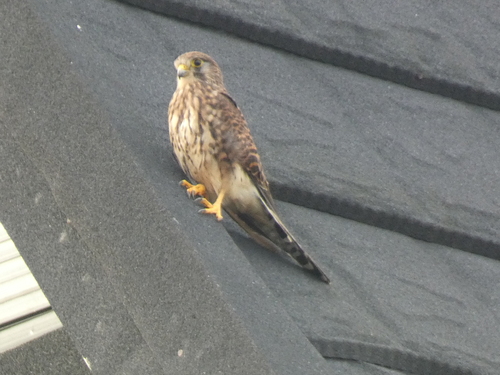 Eurasian Kestrel