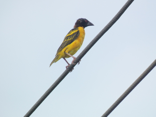 Village Weaver
