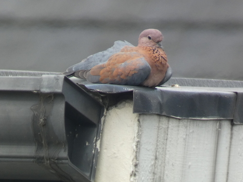 Laughing Dove