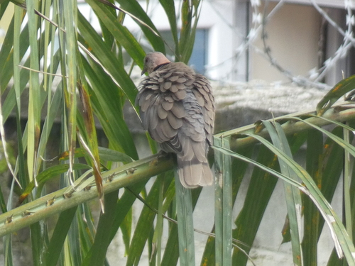 Red-eyed Dove